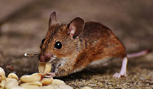 24 Hour & Emergency Exterminators in Williston, TN